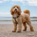 En attendant Doggo, de Mark Mills