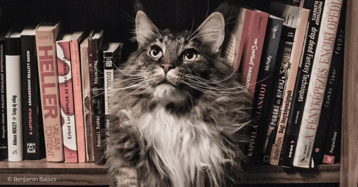 Allumer le chat, de Barbara Constantine