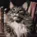 Allumer le chat, de Barbara Constantine